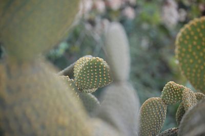 Close-up of prickly pear cactus