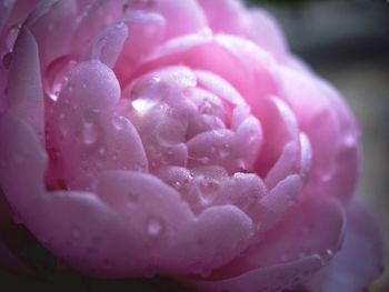 Close up of pink flower