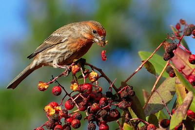 House finch perching on berries