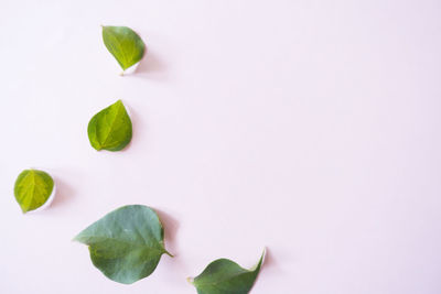 Close-up of leaf over white background