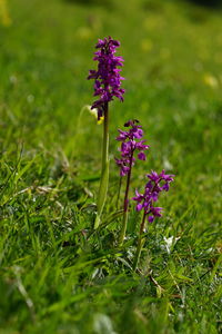 Close-up of purple flowering plant on field