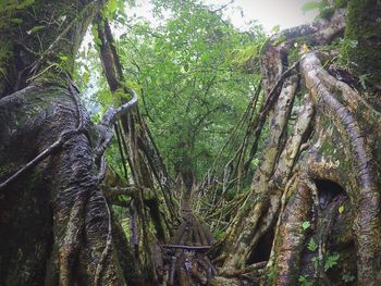 Low angle view of bamboo trees in forest