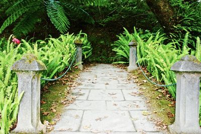 Plants and trees in park