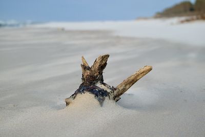Close-up of driftwood on beach