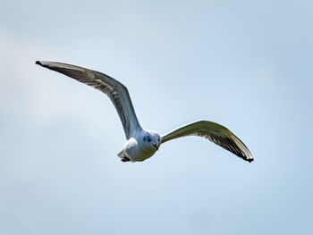 Seagull in the lagoon of valencia