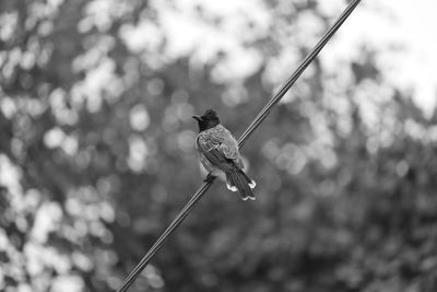 Close-up of bird perching on cable