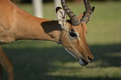 African antelope wildlife 