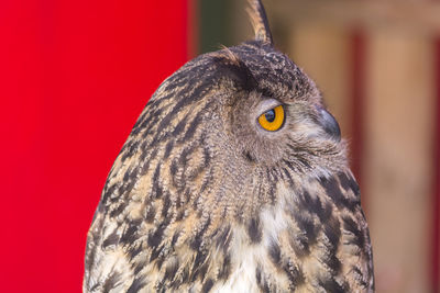 Close-up of bird