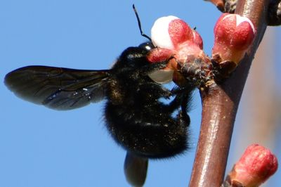 Close-up of bee pollinating on flower