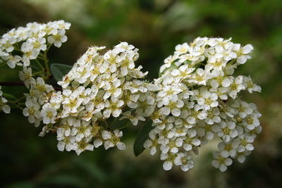 Close-up of white hydrangea flowers