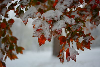 Close-up of maple leaves on tree during winter