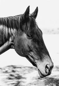 Close-up of horse in ranch against sky