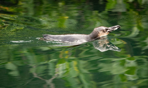 View of turtle in lake