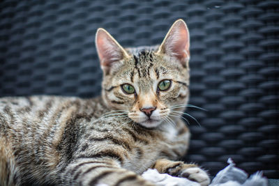 Close-up portrait of tabby cat