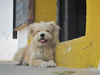 Close-up of dog