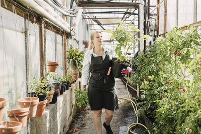Female gardener carrying potted plants an walking in greenhouse