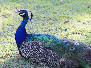 Beautiful peacock in a field