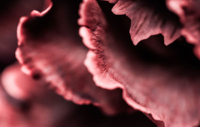 Close-up of pink rose flower against black background