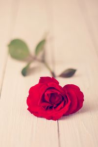 Close-up of red rose on table