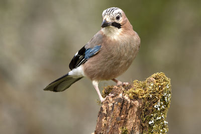 Close-up of bird perching on wood