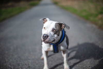 Portrait of a dog on road