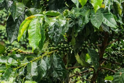 Close-up of fresh green plants