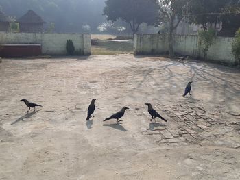 High angle view of birds flying over land