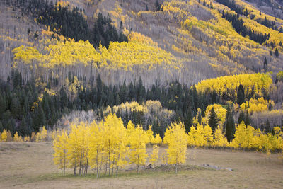 Scenic view of pine trees in forest during autumn