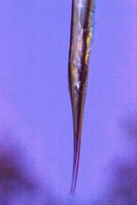 Close-up of leaf against sky