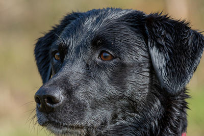 Head shot of a wet black labrador