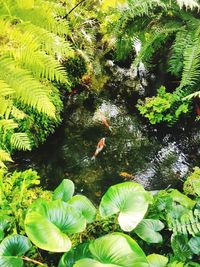 View of fish swimming in sea