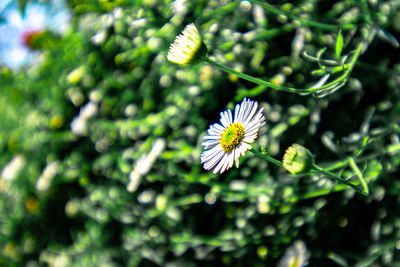 Close-up of white flowering plant