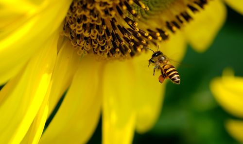 Bees flying for pollen