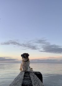 Dog sitting by sea against sky during sunset