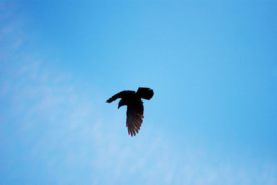 Low angle view of eagle flying in sky