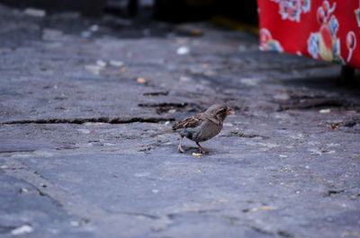 Bird on ground