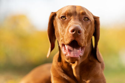  happy vizsla pointer dog lying down outside looking at camera.