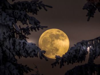 Low angle view of tree against sky at night