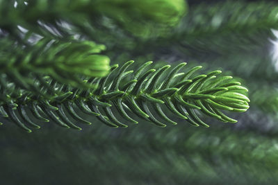 Close-up of fern leaves