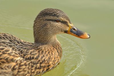 Close-up of duck swimming on lake