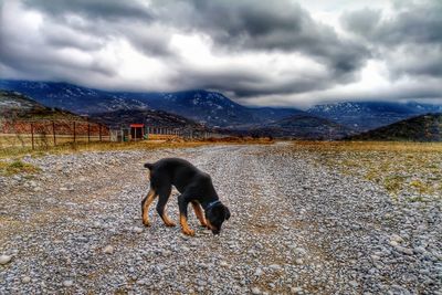 Dog standing in mountains against cloudy sky