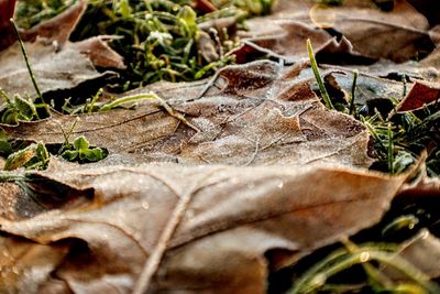 Close-up of dry maple leaves