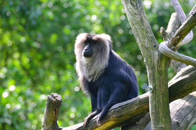 Low angle view of lion tailed macaque sitting on branch