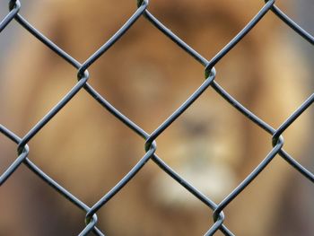 Full frame shot of chainlink fence with lion