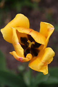 Close-up of yellow flower