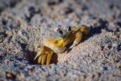 Close-up of crab on sand