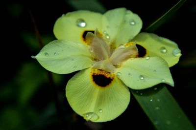 Close-up of water drops on flower