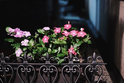 Close-up of flowering plants on railing