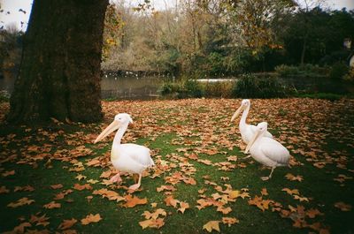 Bird flying over lake