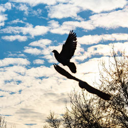 Low angle view of birds flying against sky